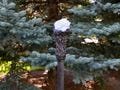 63" tall Light up White Calcite Crystal  Wizard Staff / Stave / Walking Stick with White Light AND RGB LED Unique!