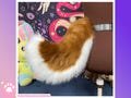 Chocolate Mini Spitz Furry Tail | Minispitz | Fursuit Tail