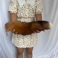 17" Fluffy Big Fox Tails Cosplay Tails Cosplay Fox Tails Natural Fox Tails with Keychains Brown Ombre Cosplay Costume Fox Tails